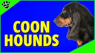 Top 7 Best Coonhound Breeds  Dogs 101 [upl. by Farrish]