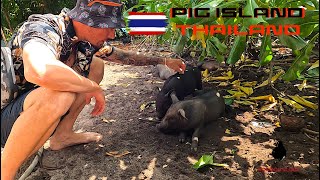 Visiting Pig Island  Ko Samui Thailand [upl. by Hyde]