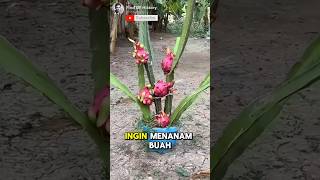 Unbelievable How to Grow Dragon Fruit Plants at Home Easily🏕🌳 Part 01 🌍 shorts short unique [upl. by Cusack342]