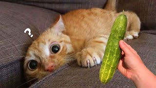 Cucumbers Scare The Life Out Of Cats 😮 [upl. by Aalst]