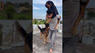 Rottweiler Daisy aaj Bhi apne papa ke leyay bache ha 🤗🥰 rottweiler shorts petlover love [upl. by Niwhsa]