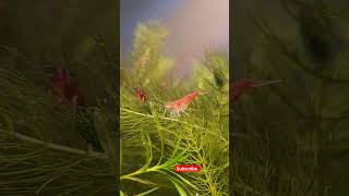 feeding blood worms to shrimp shorts fish views fishtank shrimp [upl. by Laden587]