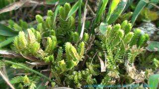 Taiwan Ferns011緣毛卷柏Selaginella ciliaris Retz Spring [upl. by Georgia]