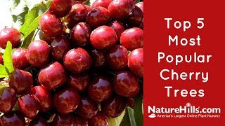 Top 5 Most Popular Cherry Trees  NatureHills com [upl. by Neenaj]