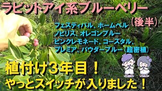 【ブルーベリー栽培】ラビットアイ系【後編】植付け３年目の品種紹介！ [upl. by Hwang]