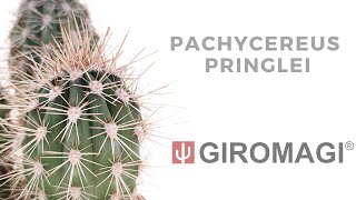 Pachycereus pringlei [upl. by Ennayllek]