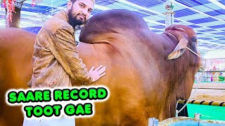 BIGGEST BULLS of Cattle Show in Pakistan 2024 ft DILPASAND SURTI Cattle Farm [upl. by Eniarol]