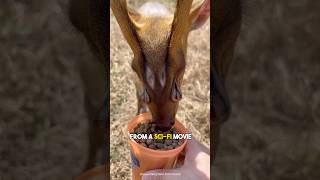 Barking deer  muntjac deer [upl. by Armalda43]