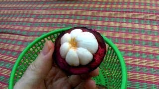 Picking and Eating a Ripe Purple Mangosteen  Garcinia Mangostana  HD Video [upl. by Anneirda]