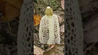 Bridal veil stinkhorn  Phallus indosiatus [upl. by Nosydam867]