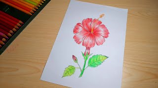 Joba Ful Drawing How To Draw Hibiscus Flower  Hibiscus Flower Drawing Step By Step China Rose [upl. by Evin]