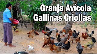 Granja avícola de Gallinas Criollas [upl. by Keller]