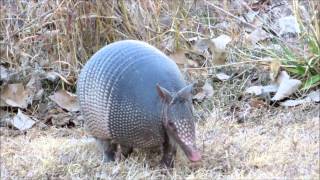 Armadillos on the run [upl. by Manvel]