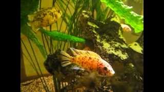 Malawi Cichlids  Metriaclima estherae Marmalade  Kaiserbarsche [upl. by Novikoff]