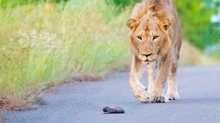 Mom Honey Badger Leaves her Baby to the Lions [upl. by Kcolttam]