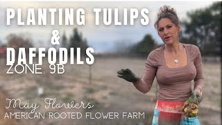 Planting Tulips and Daffodils ZONE 9B firstyearupickflowerfarm [upl. by Nivrae553]