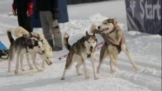 Schlittenhunderennen in Angerberg  Hohe Salve Tirol [upl. by Aiel]