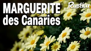 Planter la marguerite des Canaries dans un pot [upl. by Peria749]