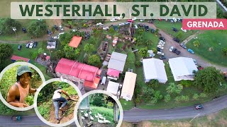 Exploring Westerhall St David Grenada Lush Landscapes Beautiful Houses Farm Animals amp MORE [upl. by Ai]