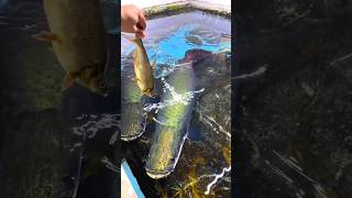 arapaima food hunting style  fresh water monster fish arapima rivermonster hobbyspot [upl. by Anaytat849]