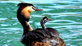 Avifauna Italiana 11 Lo Svasso maggiore Podiceps cristatus [upl. by Scottie]