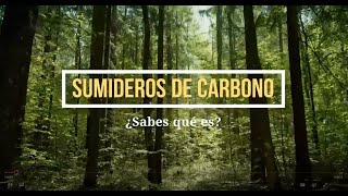 ¿Sabes qué son los sumideros de carbono [upl. by Avaria]