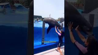 Acción contra Marineland Mallorca Sígueme Comparte Basta de esclavizar animales naturaleza [upl. by Warring]