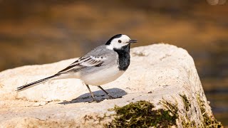 Konipas bílý Motacilla alba [upl. by Ponton]