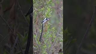 Exotic African Birds in Los Angeles PinTailed Whydah amp Northern Red Bishop nikonz8 tamron150500 [upl. by Akinahs]