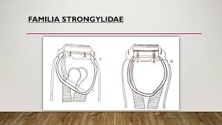 Tema 8 Orden Strongylida parte 1 [upl. by Akiria]