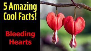 5 Fascinating Facts About Bleeding Hearts [upl. by Staw222]