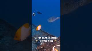 Filefish raddadchad scubadiving wreckdiving underwaterphotography [upl. by Edwine]