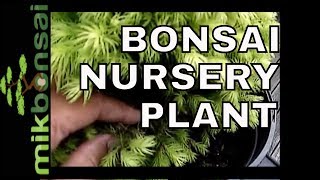 🇬🇧 Bonsai a Nursery Plant  Spruce Picea Glauca  How to make a bonsai tree from Nursery Stock [upl. by Roybn]