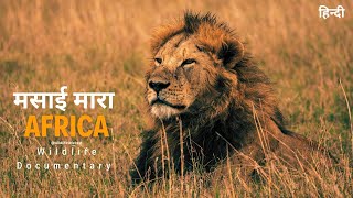 African wildlife documentary in Hindi  Predators । मसाई मारा जंगल अफ्रिका [upl. by Akinna]