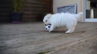 bichon maltais 2 mois [upl. by Ball]