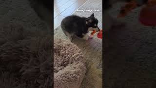 Pomsky puppies playing pomskies pomskydog puppy pomsky pomskylove minihusky pomskypuppies [upl. by Aniaz]