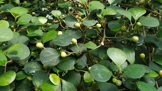 Trying Ficus deltoidea fruit [upl. by Cynarra]