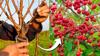 How to Prune Cherry Trees for Maximum Production [upl. by Fita]