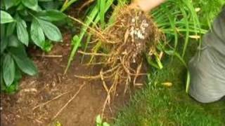 How to Grow Daylilies  Overview of Daylily Root System [upl. by Leind426]