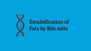 Emulsification of Fat  Lipids by Bile salts  Biochemistry [upl. by Golightly]