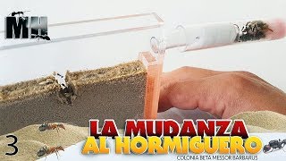 LAS NUEVAS HORMIGAS SE MUDAN AL HORMIGUERO DE ARENA  Hormigas Messor Barbarus [upl. by Culliton849]