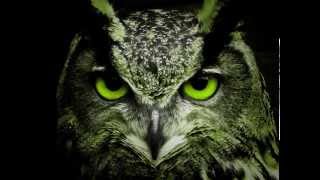 Sonido del búho real  Sound of the owl [upl. by Hough]