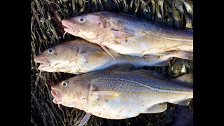 Sea Fishing The Bristol Channel Shore The Admiralty Sand Point March 2020 [upl. by Naud]