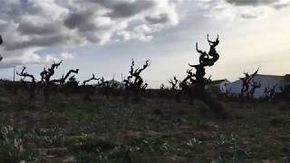 Els vins del Penedès la zona marca el caràcter [upl. by Enyrb]