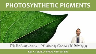 Photosynthesis  Photosynthetic Pigments  Post 16 Biology A Level PreU IB AP Bio [upl. by Verina710]