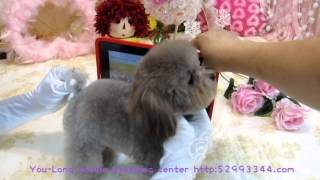 PocketSuper Tiny Teacup Poodle 101 body proportion show [upl. by Yennep]