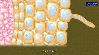 Uptake of water by Roots and Pathways Biology Lecture  Sabaqpk [upl. by Nurat]