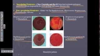 Bergeys Manual Vol 3  sporulating and nonsporulating bacteria [upl. by Adriell]