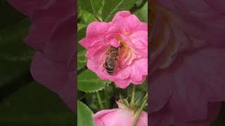 Germany  Roses Bee  Collet Nectar wildlifeanimals bee flowers21 Juni 2024 [upl. by Vanhook]