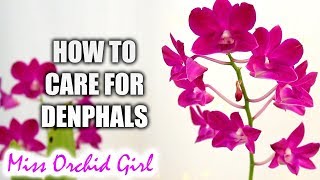 How to grow Dendrobium Phalaenopsis Orchids successfully  Complete care guide [upl. by Ellenij944]